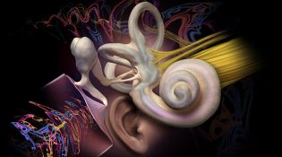ear brain hippocampus diagram