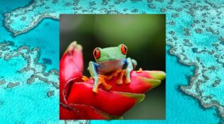 pmol wild wonderful world album cover